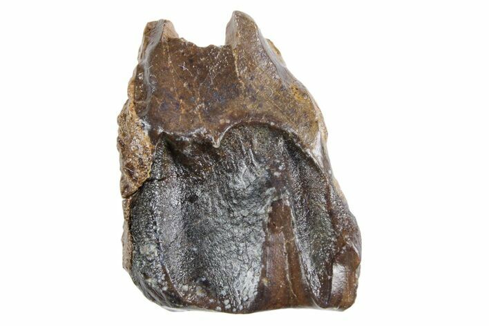 Fossil Triceratops Shed Tooth - Wyoming #358257
